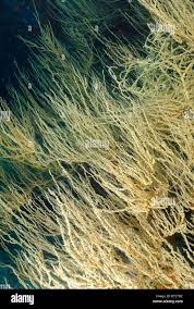 Image result for Polyspatha oligospatha