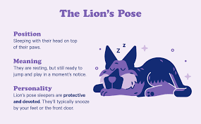 Why do dogs like laying on you? 10 Dog Sleeping Positions The Adorable Meaning Behind Them Casper Blog