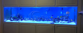 Gallery For Home Shark Tank Aquarium Tanked Aquariums Aquarium Shark Tank