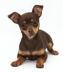 We did not find results for: Chihuahua Brown And Tan Pets Lovers