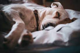 5 Great Reasons Your Dog Should Sleep With You