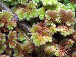 Image result for Azolla filiculoides