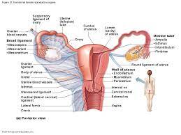 Female human anatomy vector diagram. Internal Female Anatomy Anatomy Drawing Diagram