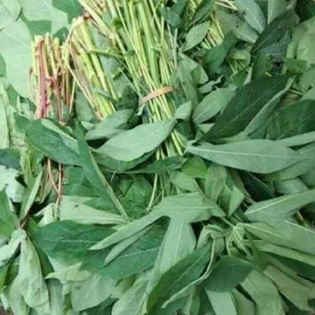 Daun Singkong