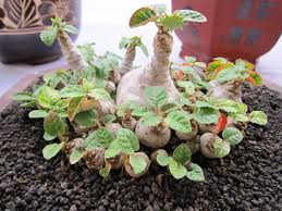 Image result for Dorstenia nyungwensis