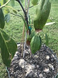 The avocado tree is a fruit tree added in the june 26, 2020 update. Pin On Gardening