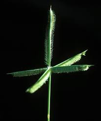 Image result for Dactyloctenium aegyptium