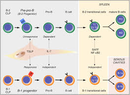 Image result for B-Lymphocyte