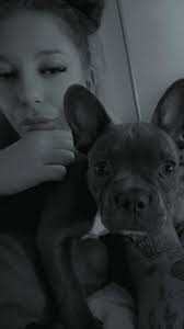 DAISY WAS FOUND!!!! Lost dog, Norman gardens area. Reward offered. French  bulldog, still a puppy. 🐶 One very upset family 😭 If anyone has her or  has sighted her please message me