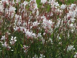 So, gauras are grown as annuals in such places. Prachtkerze Whirling Butterflies Bestes Stauden Wissen