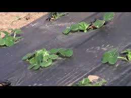 If you do not want to expose your plants to chemical products, then using organic herbicides is the best option. How To Kill Weeds With Plastic Sheeting Before Planting A Garden Vegetable Gardening Youtube