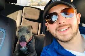 Pit bull acolhe gata grávida em sua casinha para que ela dê à luz