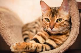 The spotted or marbled pattern is a dark blue or metal grey color. 175 Awesome Names For Bengal Cats We Re All About Pets