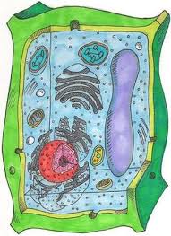 The size of plant cells could stretch anywhere between 10 to 100 micrometers, while that of an animal cell can range only around 10 to 30 micrometers. Cells Plant Vs Animal Cells Pathwayz