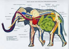 Maybe you would like to learn more about one of these? Anatomy Of The Elephants Upali Ch