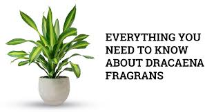 Image result for Dracaena fragrans