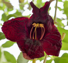 Image result for Kigelia africana