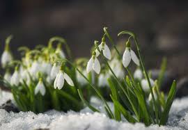Summer blooming flowers zone 6. 8 Winter Flowers To Brighten Your Snowy Garden Bob Vila