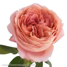 People from a planet without flowers would think we must be mad with joy the whole time to have such things about us. Flowers That Start With C Flowers Name List
