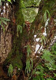 Image result for Angraecopsis parviflora