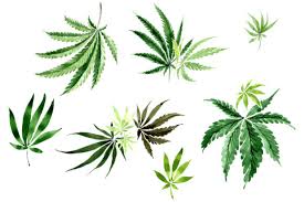 You can open files in multiple tabs on this freeware. Leaves Hemp Plant Watercolor Graphic By Mystocks Creative Fabrica