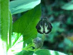 Image result for Ceropegia meyeri