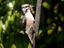 Maybe you would like to learn more about one of these? Wild Birds Unlimited Nature Shop