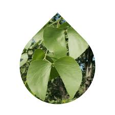 Image result for Colophospermum