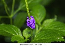 Image result for Stachytarpheta indica
