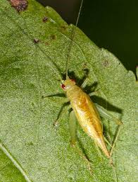 Image result for Tridactyle virginea