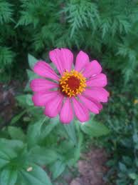 Linda flor rosa no meio do mato. 🏵 Foto tirada no Córrego do Tonharão- MG  01/2018