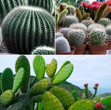 In this way they can go without water for extremely this is characteristic of cacti and family characteristics. Types Of Cactus Cactus Growing Tips A Full Guide Gardening Tips