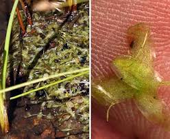 Image result for Lemna trisulca