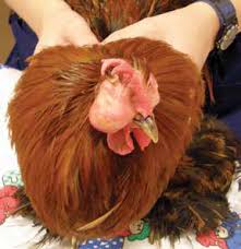 Air Sac Disease – Description and Treatment Chicken Farming South Africa