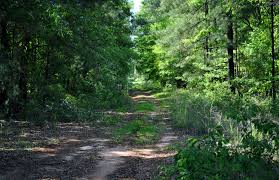 Backwoods Georgia Road Around The Worlds Nature Backwoods