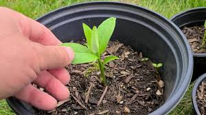 In the wild, purple milkweed can be found as far. How To Transplant Milkweed Growit Buildit