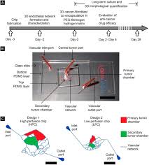 Frontiers Biomimetic Microfluidic Platforms For The Assessment Of Breast Cancer Metastasis Bioengineering And Biotechnology