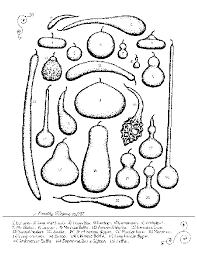 The Gourd Reserve All About Gourds Tim Moyers Gourd Chart