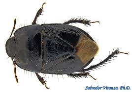 Image result for Philenoptera bussei
