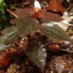 Image result for Calvoa