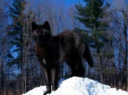 Uluyan Kara Kurt Wild Animals Pictures Wolf Pictures Wolf Wallpaper