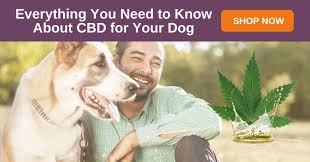 Cbd Dosing For Dogs Choosing Calculating The Right Dose