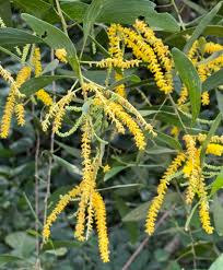 Image result for Acacia auriculiformis
