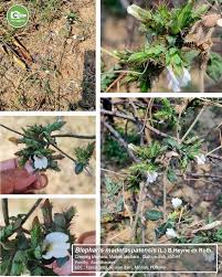 Image result for Blepharis maderaspatensis