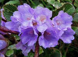 Check spelling or type a new query. Top 10 Flowers That Take Years To Bloom Topteny Com