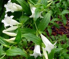 Image result for Gentiana asclepiadea alba