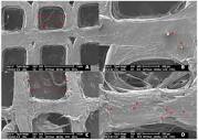 The SEM-FEG micrographs from scaffolds 1 and 2. SEM images of ...