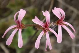 Image result for Pelargonium alchemilloides