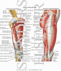 The muscles you probably know the best are your. Muscles Of Hip And Thigh Anterior And Lateral Views