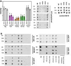 structure based inhibitors of amyloid beta core suggest a